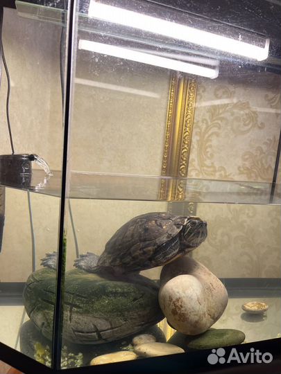 Красноухая черепаха с аквариумом,бесплатно
