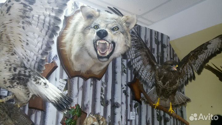 Ковер,бюст волка.Таксидермия