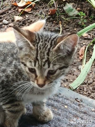 Котенок в добрые руки