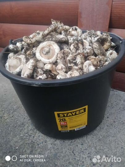 Сухой груздь