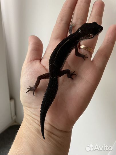 Эублефар Black Night