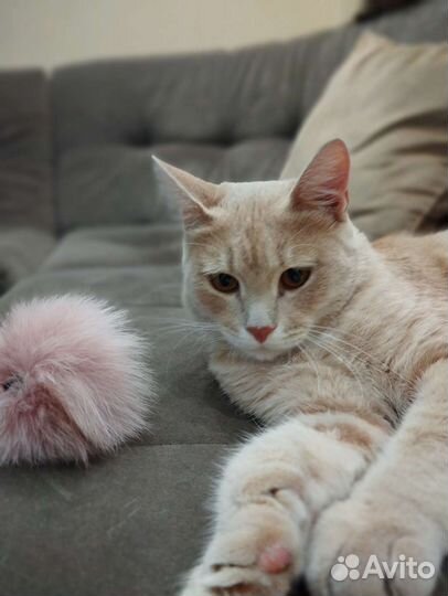 Шикарный котик