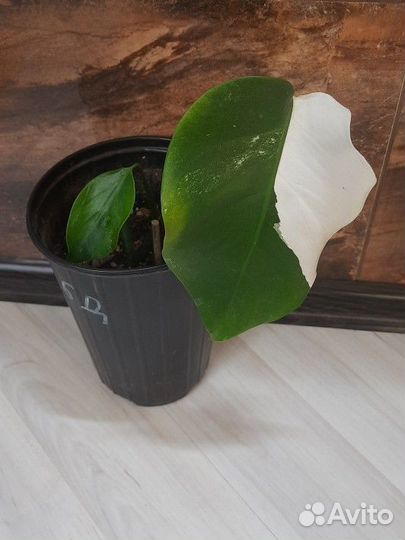 Монстера альба