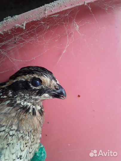 Виргинский перепел