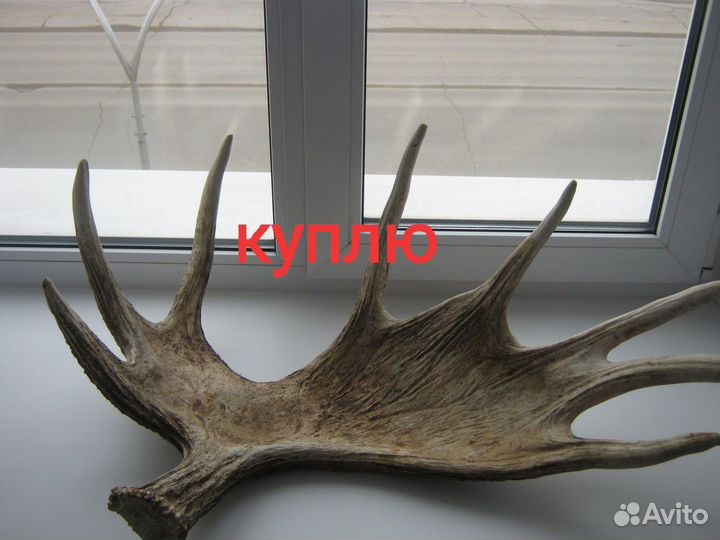 Рога оленя и лося