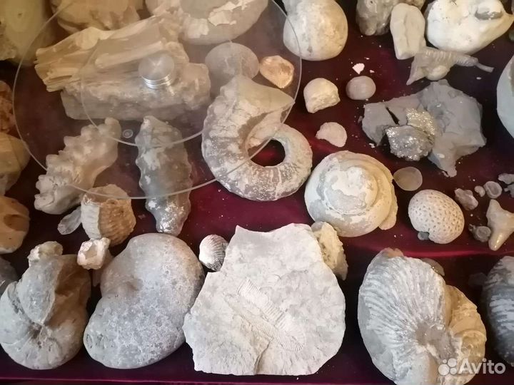 Окаменелости. Минералы. Шары. Срезы. Септарии