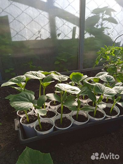 Рассада огурцов