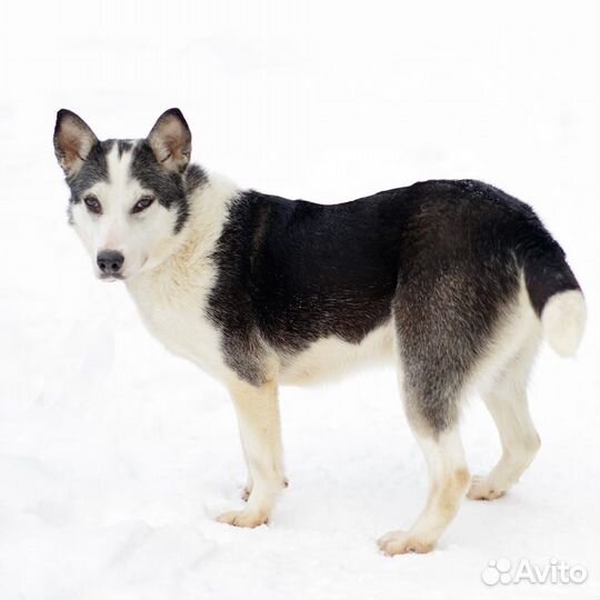 Ищет дом малышка Нора