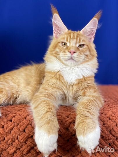 Мейн-кун рыжий