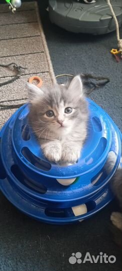 Отдам котят