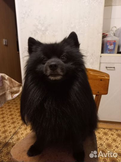 Немецкий шпиц вязка