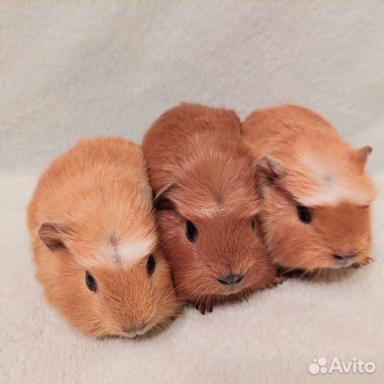 Малыши породы американский крестед