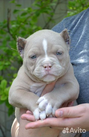 Американский булли щенки