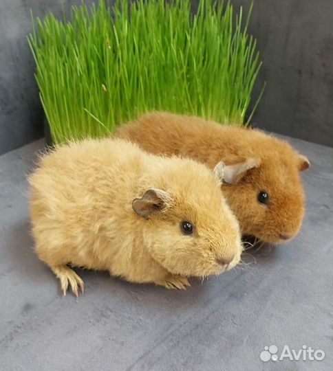 Морские свинки Тедди и Тедди Калифорния