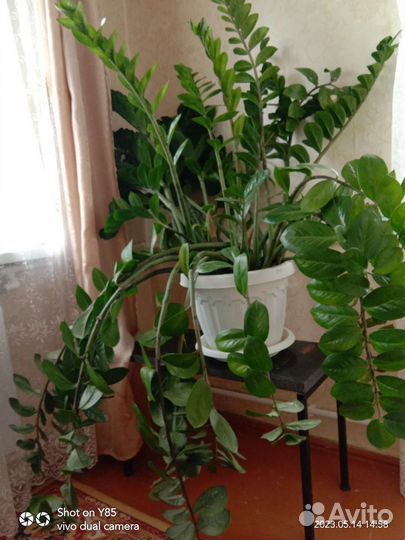 Замиокулькас