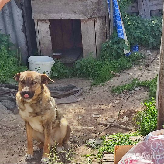 Кобель для охраны участка