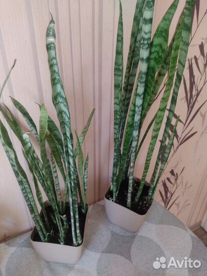 Сансевиерия (щучий хвост)