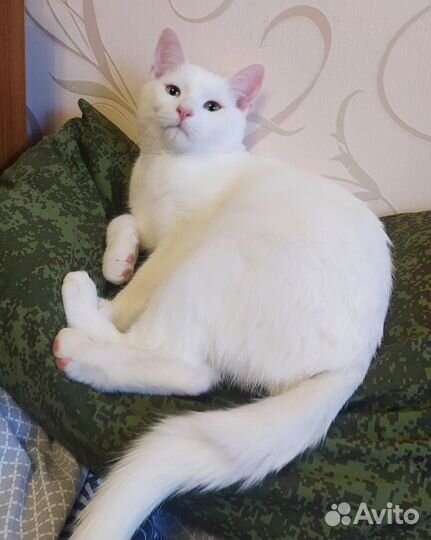 Котика отдам (возраст 10 мес.)
