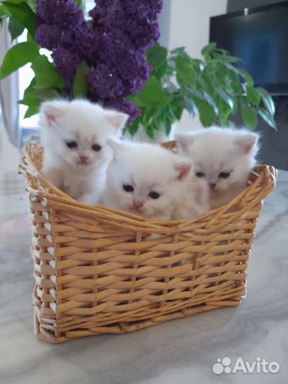Британские котята серебристая шиншилла