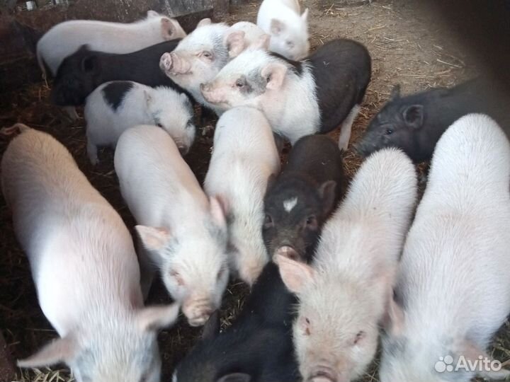 Вьетнамские поросята