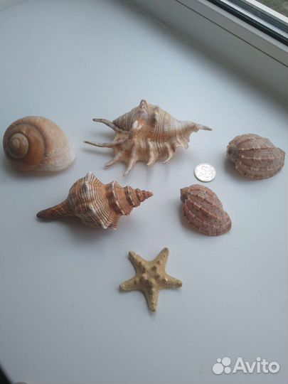 Набор морских ракушек