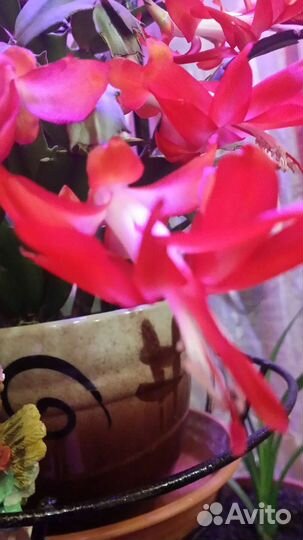 Декабрист и пасхальник. Обменяю