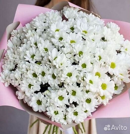 Хризантема