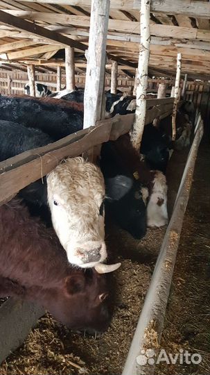 Племянной крс