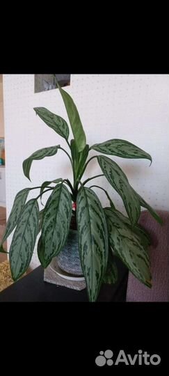 Аглаонема Сильвер Квин