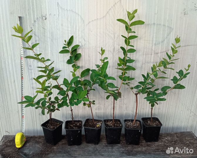 Жимолость - саженцы зкс