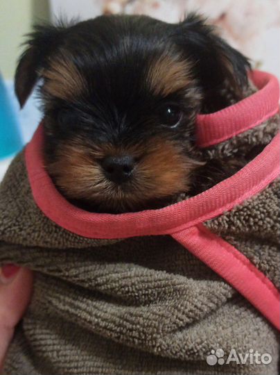 Йоркширский терьер мини беби фейс щенки