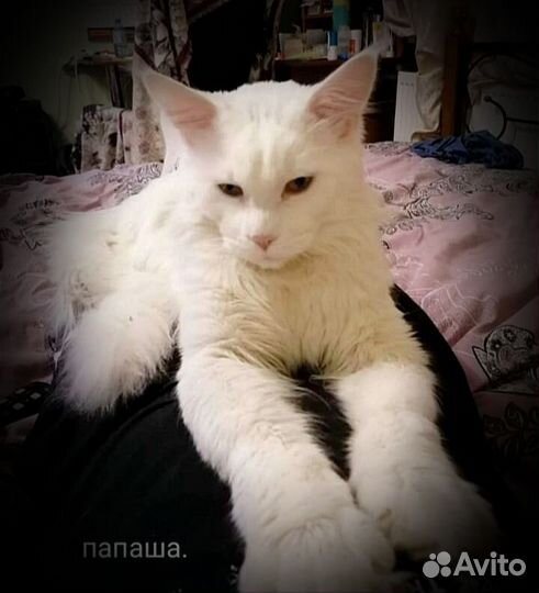 Котята мейн-кун