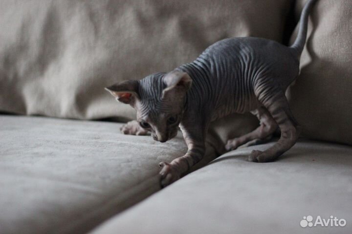 Котята сфинкс