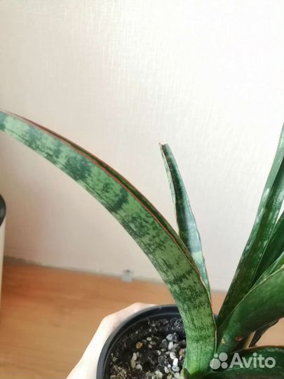 Сансевиерия