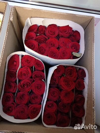 Розы опт и розница