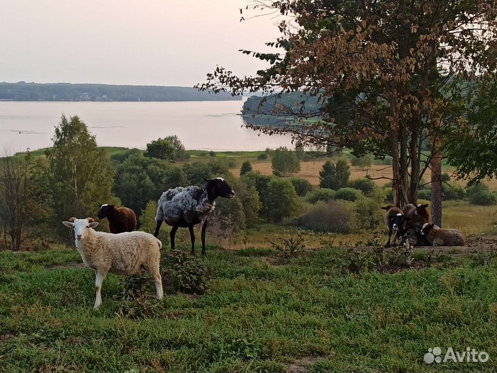 Козье молоко домашнее