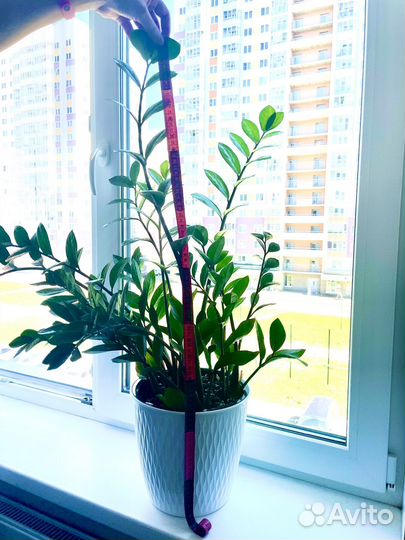 Замиокулькас