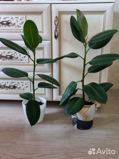 Фикус эластика