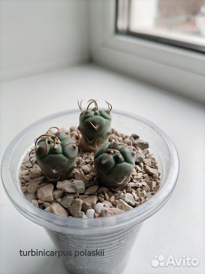 Продам кактусы