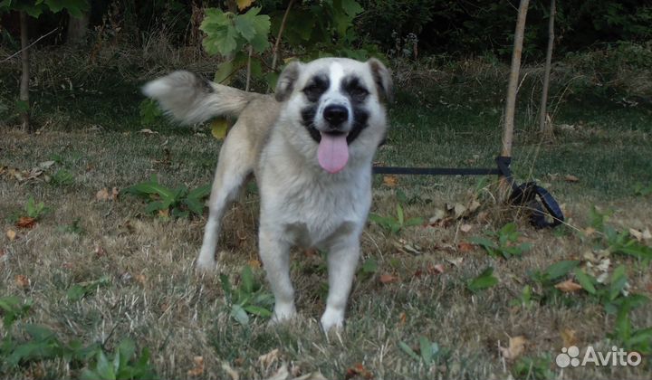 Филе нужен дом