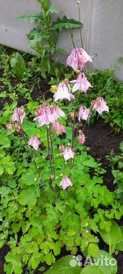 Цветы. Многолетники