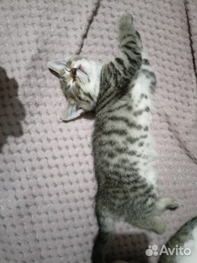 Кошка
