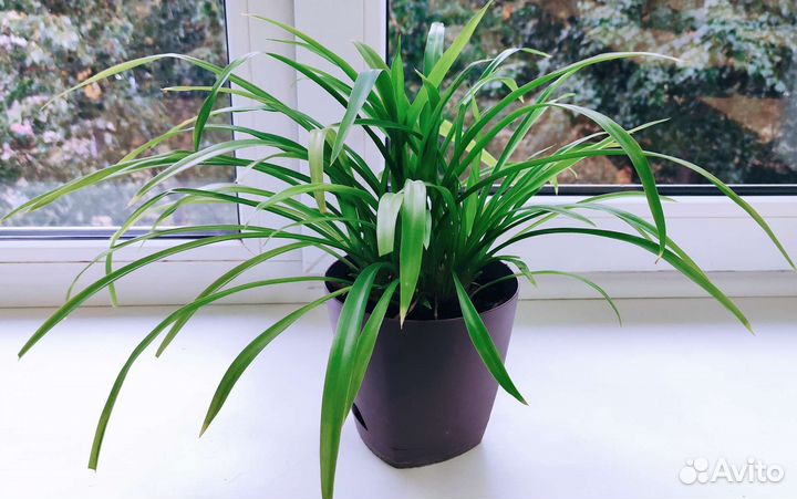 Хлорофитум