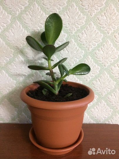 Денежное дерево (Толстянка)