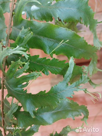 Папоротник Гибрид