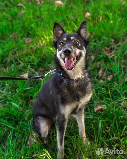 Лайка/хаски/овчарка метис