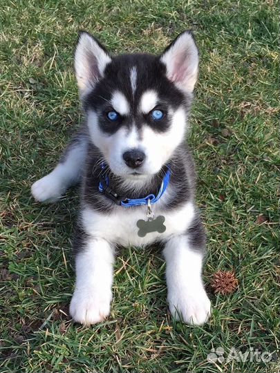 Щенки хаски