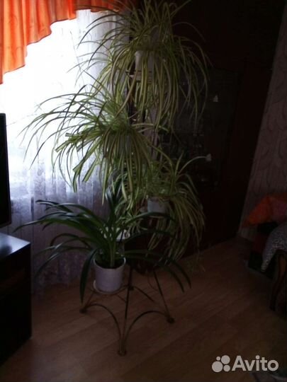 Подставка для цветов напольная кованая,высота 1,5