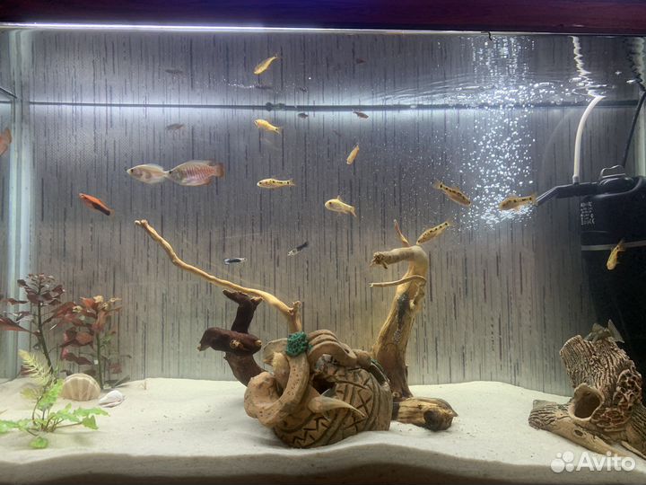 Аквариум 72 л со всем