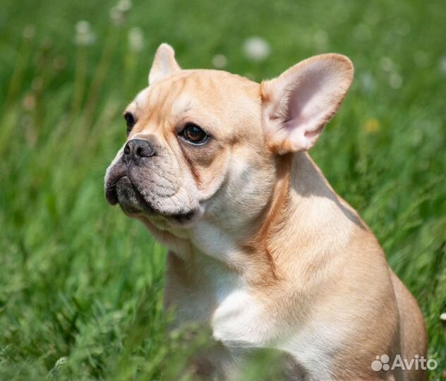 Рыжие солнышки